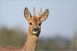 <p>SRNEC OBECNÝ (Capreolus capreolus) Šluknovsko - Jiříkov /European roe deer - Reh/</p>